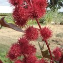 Ricinus communis 'Carmencita' fruit